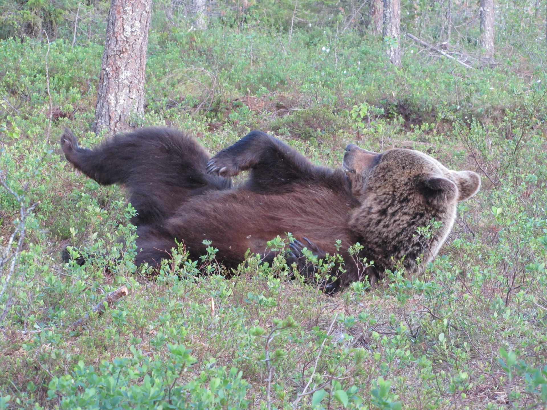 Bear at Martinselkonen Evening hide