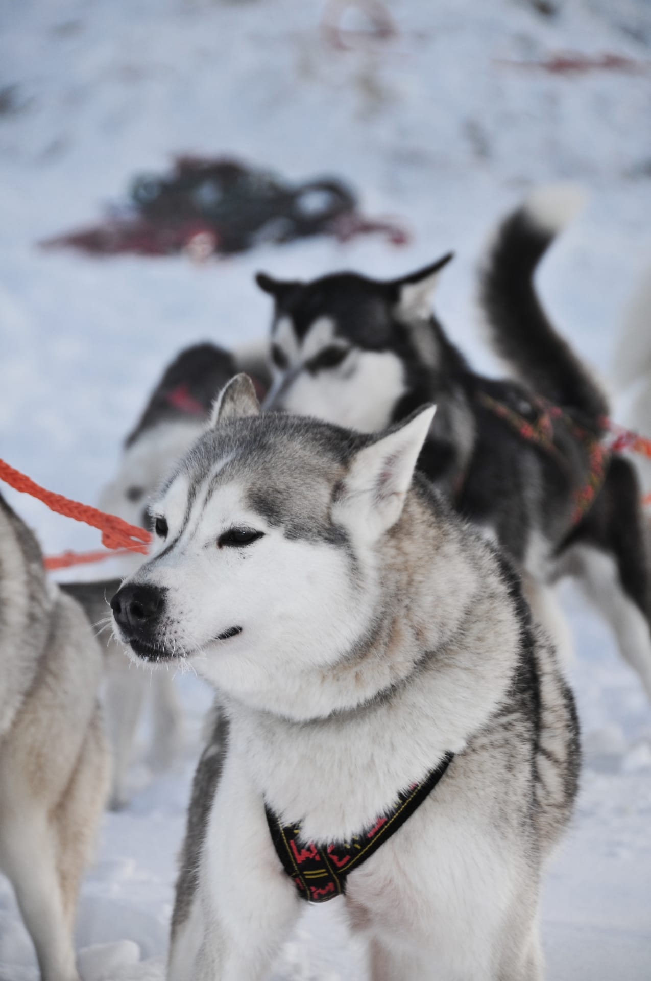Husky Ride in Ukkohalla