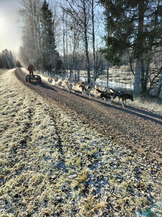 Kart ride with huskies in Kalajoki