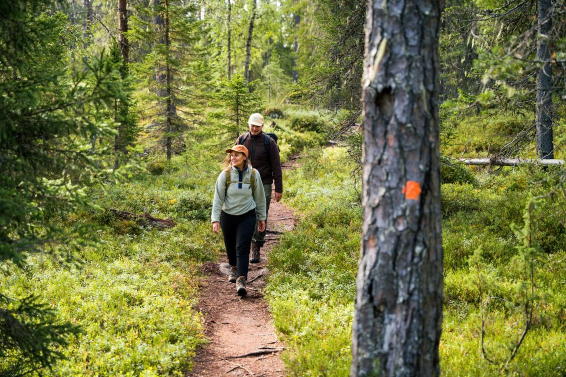 Henkilöt patikoimassa neulaspolkua pitkin Hossan kansallispuistossa
