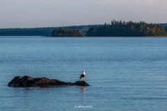 Lokki kivellä. Seagull on a rock.