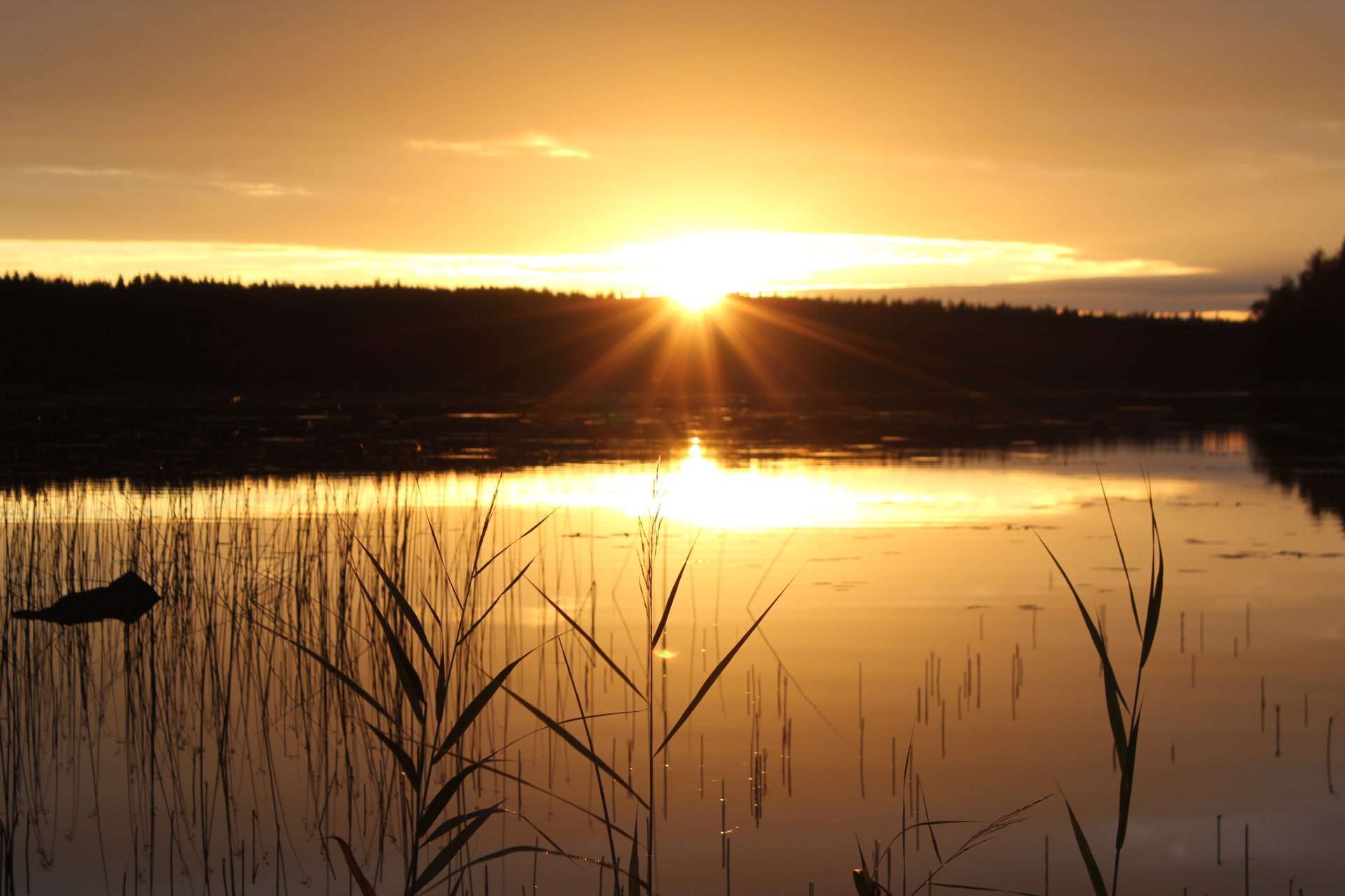 Sunset in summer