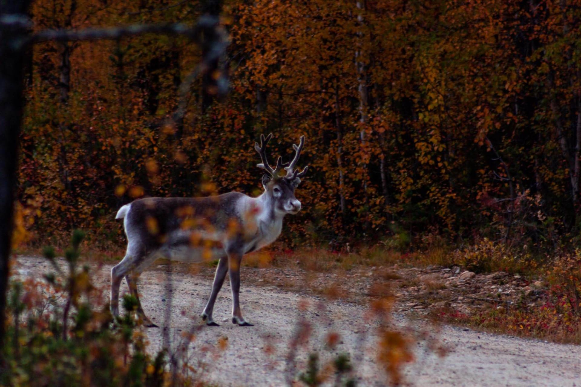 reindeer in autumn