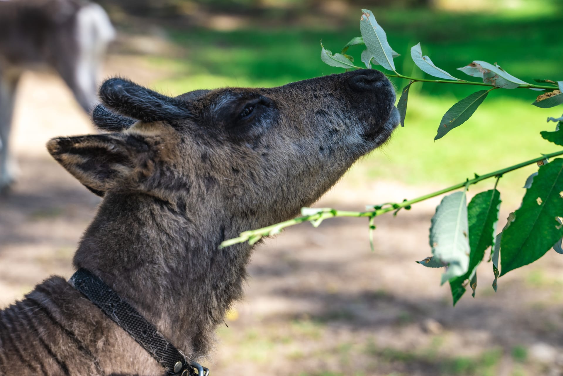 Baby reindeer likes to eat leafs.