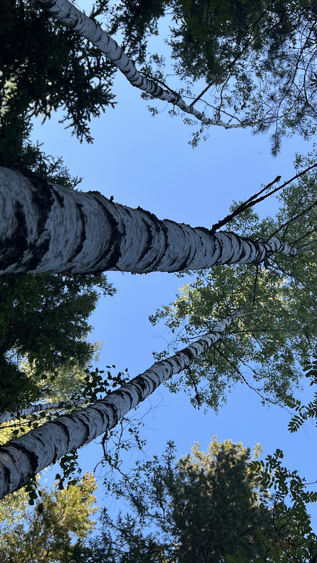 Birch trees and blue sky