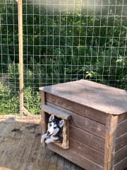 Tapaa huskyt ja porot sekä Joulupukki Apukan kanssa, Lappi