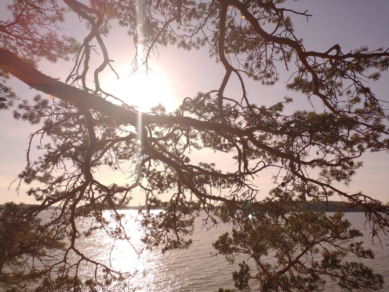 pine in sunshine