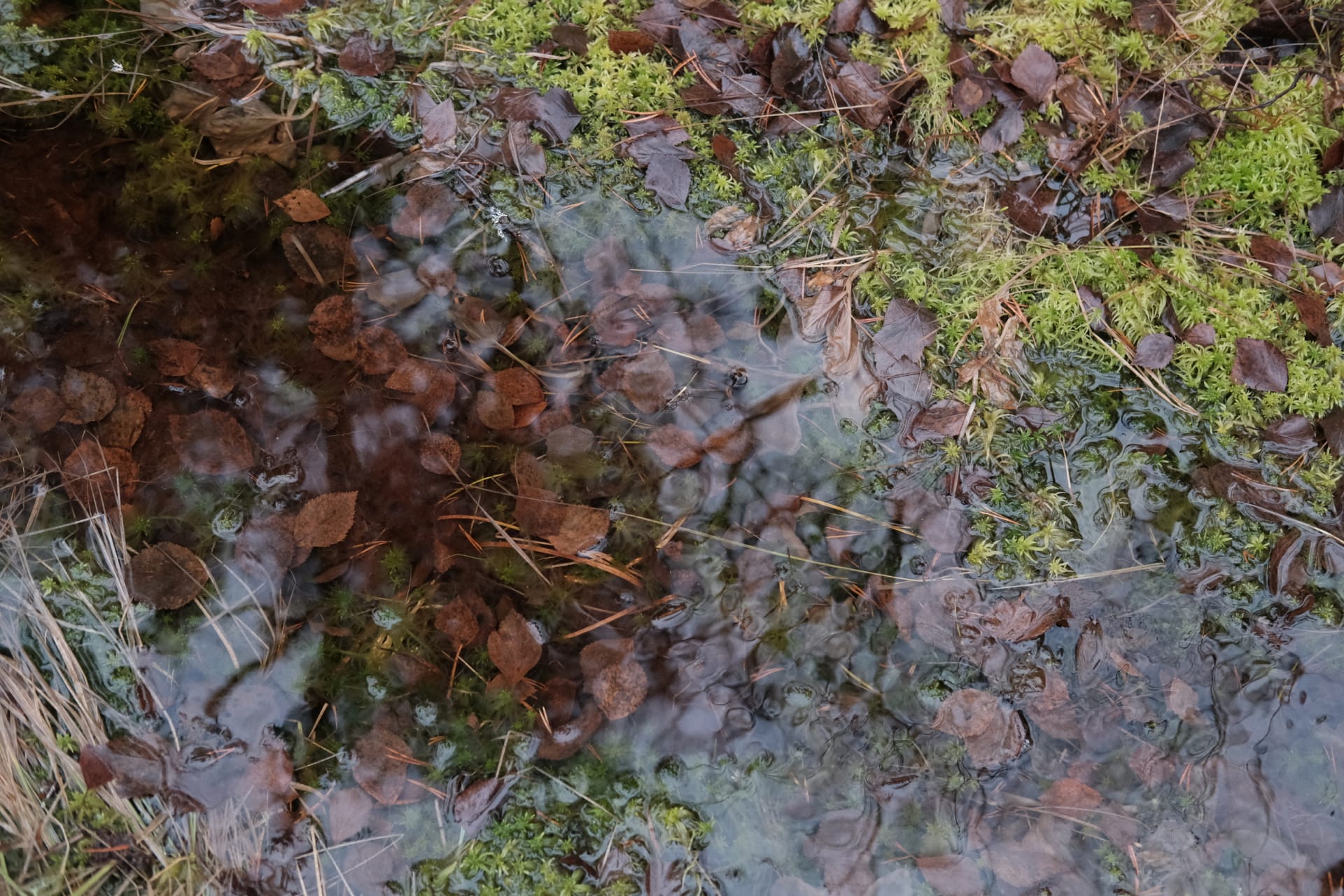 Pure water of Pilpasuo nature trail.