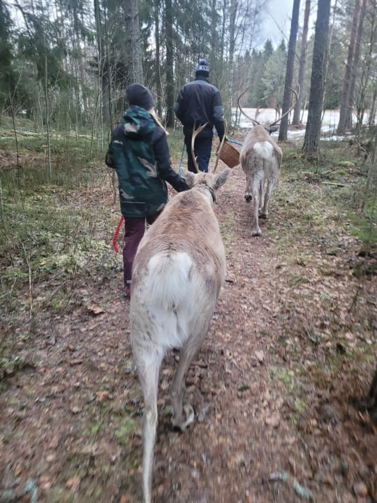 Walking in the forest with reindeers
