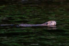 Majava uimassa. Beaver swimming.