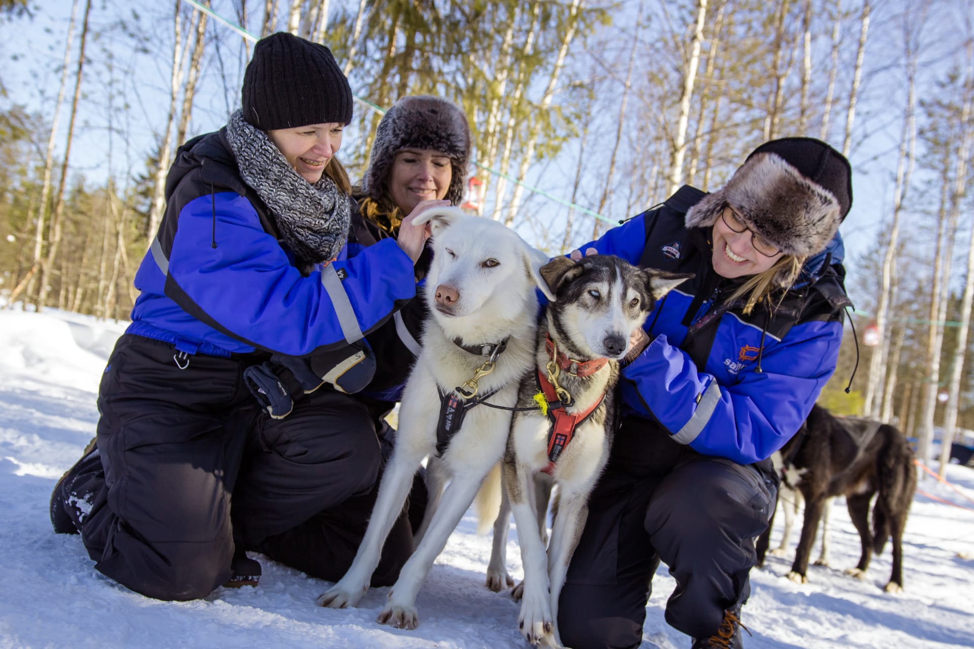 Thrill of Speed – 1 h Husky Safari