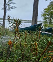 Vuokraa kanootti Kokkolan Öjanjärvellä.