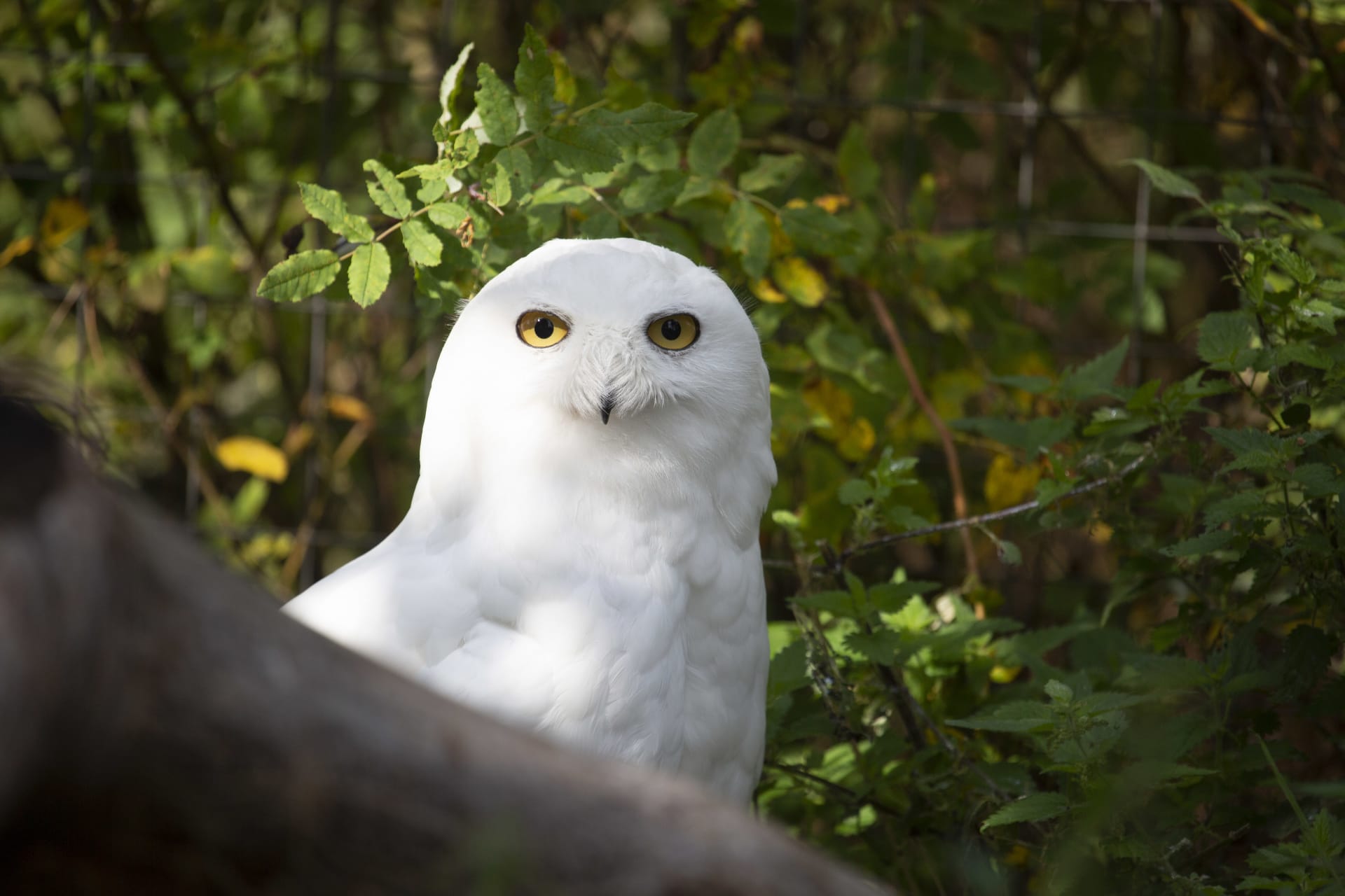 Snowy owl at Korkeasaari Zoo