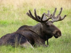 Moose in the grass