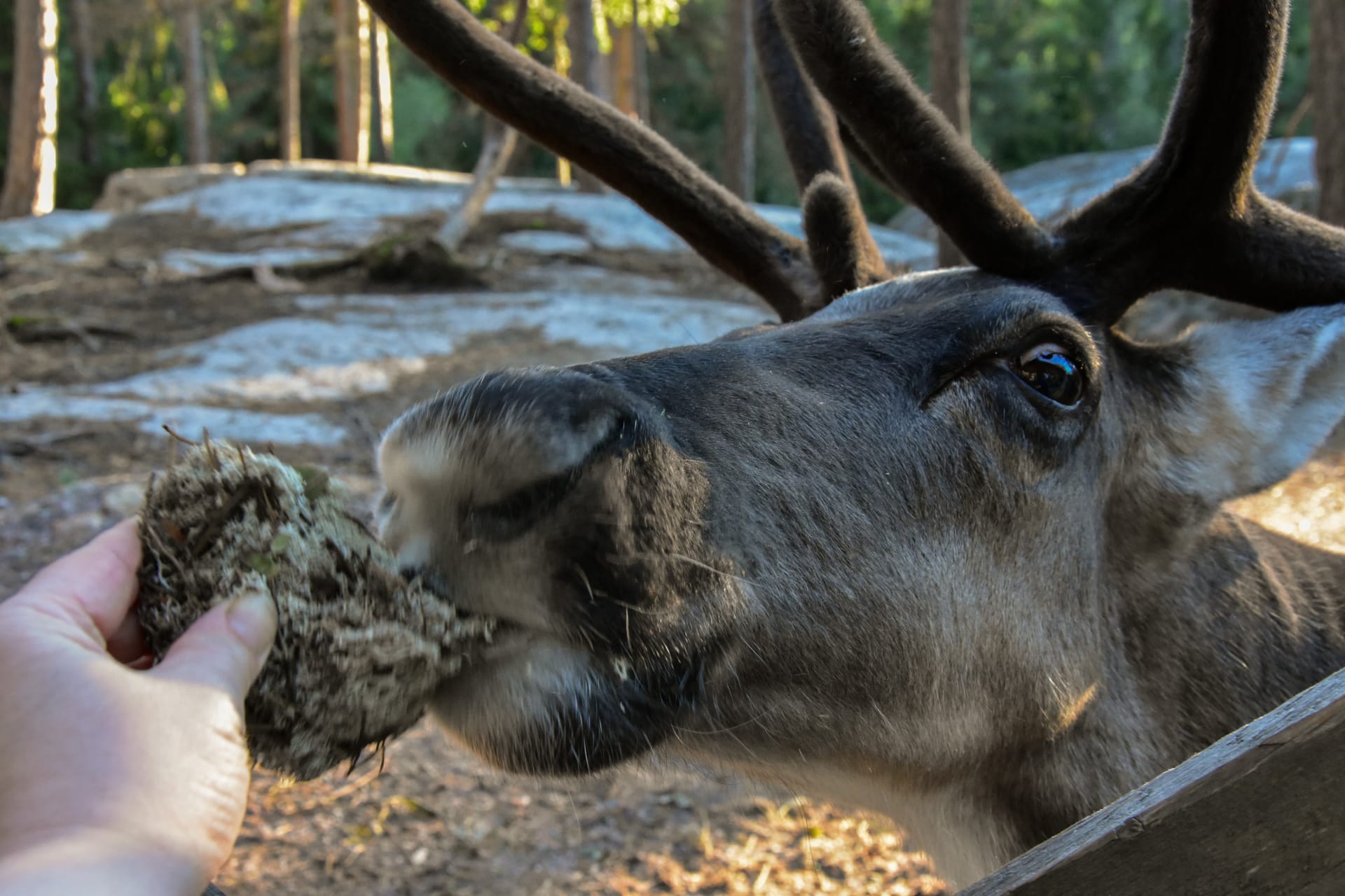 Feeding reindeer