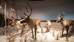 Finnish Forest Reindeers in Permanent Exhibition