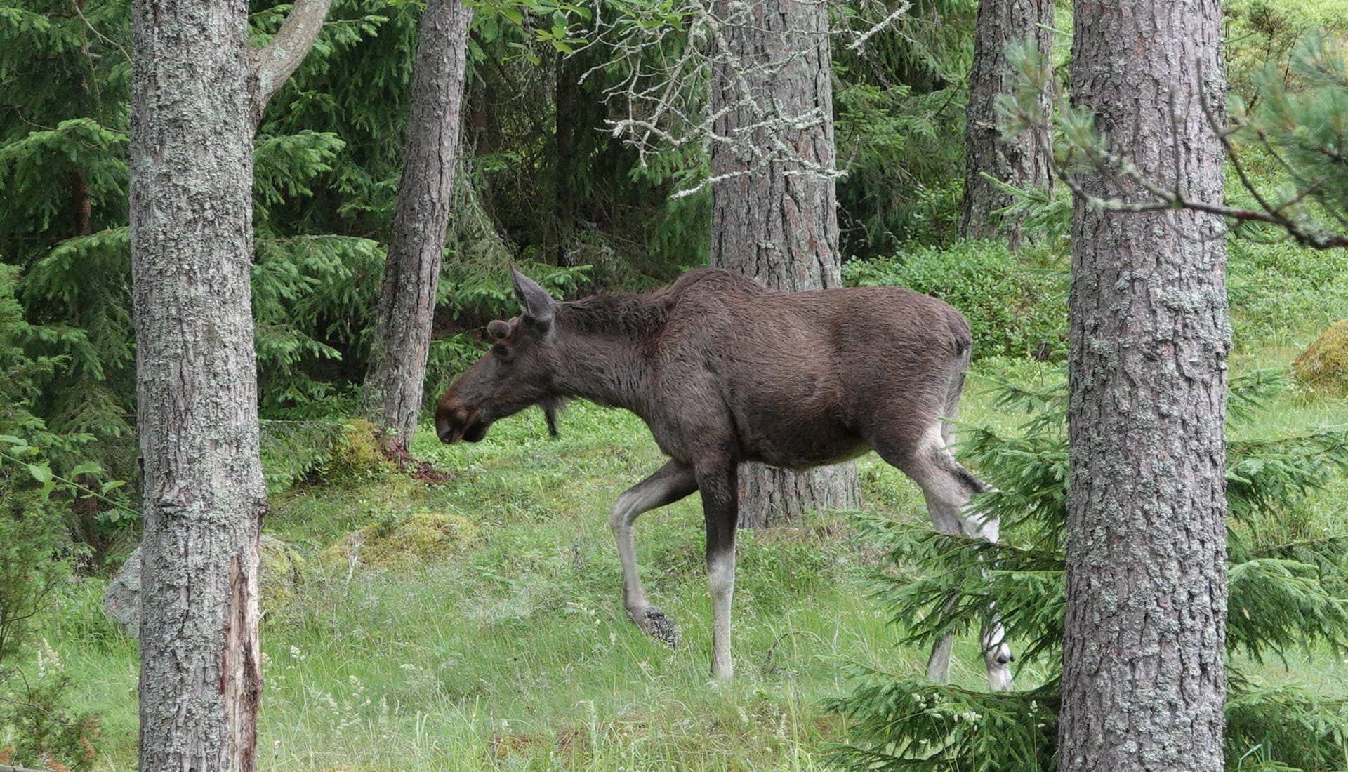 Elk / Moose near our house