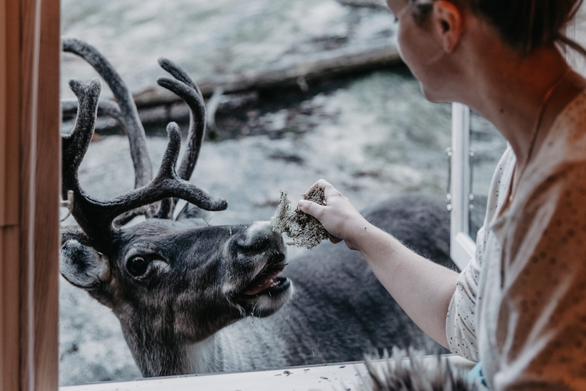Reindeer feeding through the window.