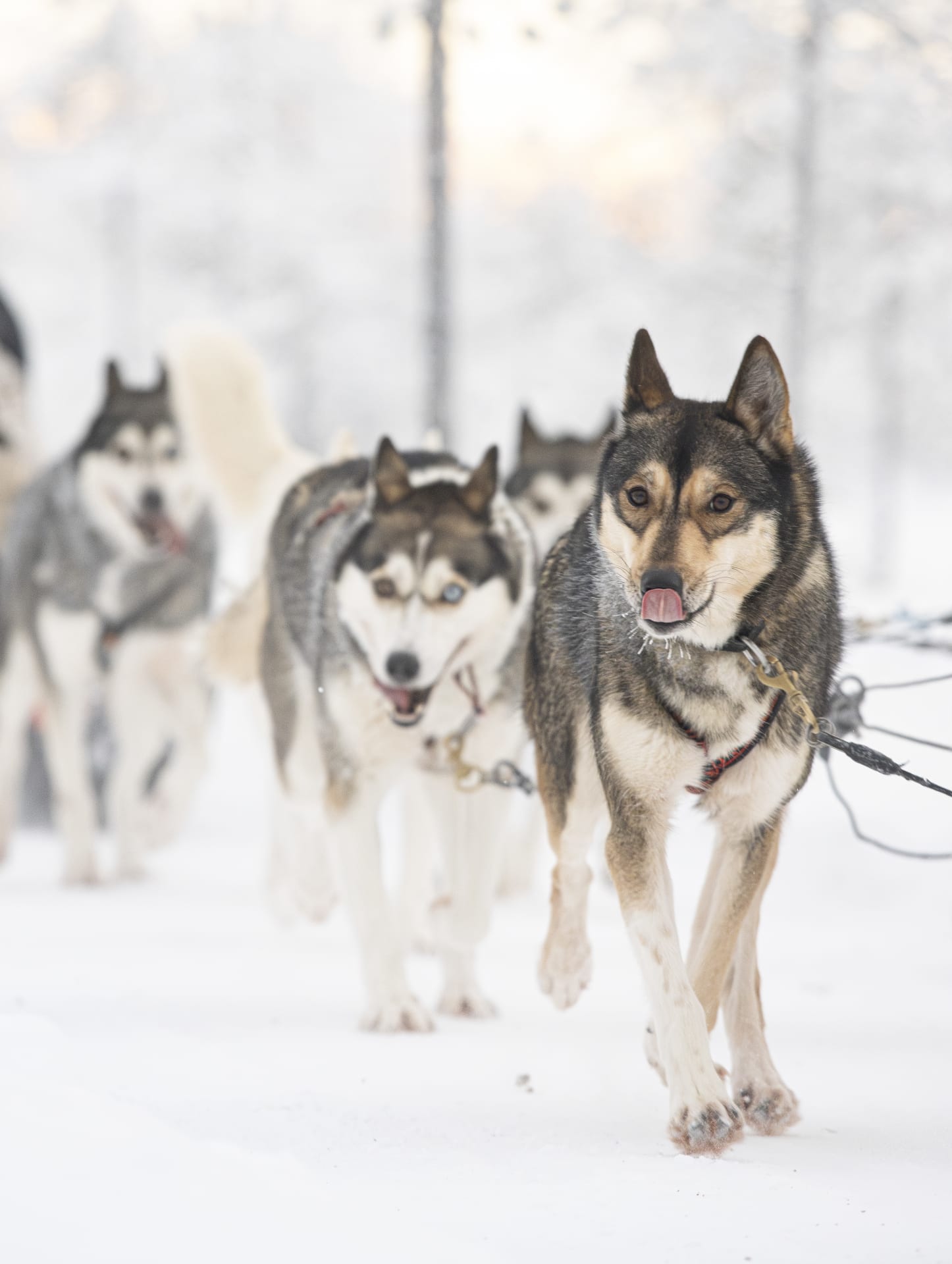 Siberian Husky