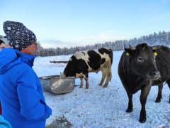 South Lapland Winter Experience - A farm visit
