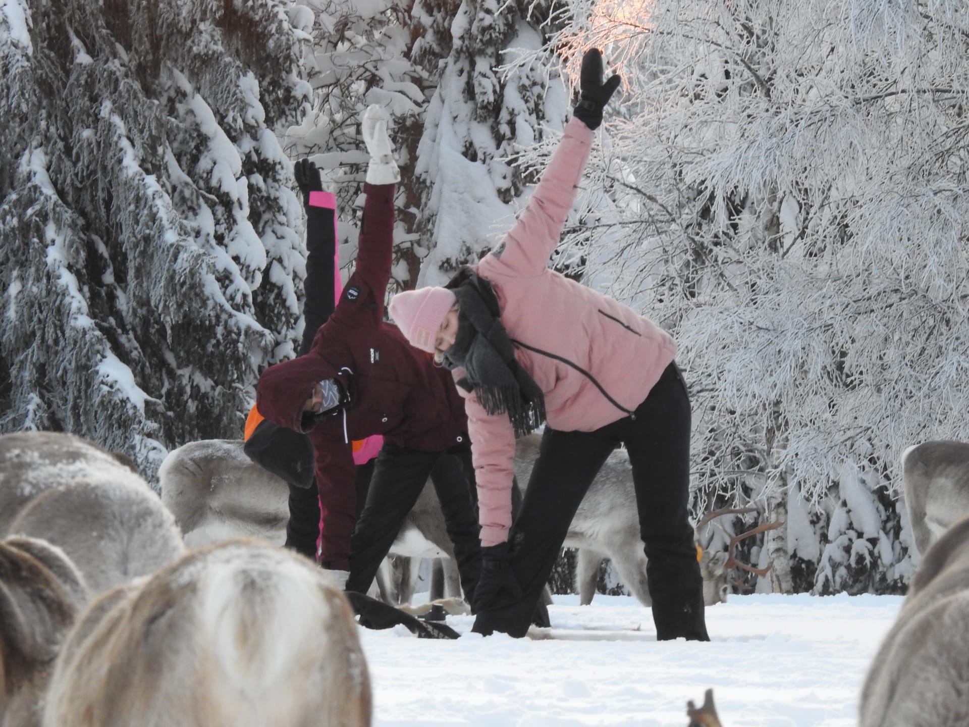 Reindeer yoga at Kujala reindeer farm in Ruka, Kuusamo, Finland