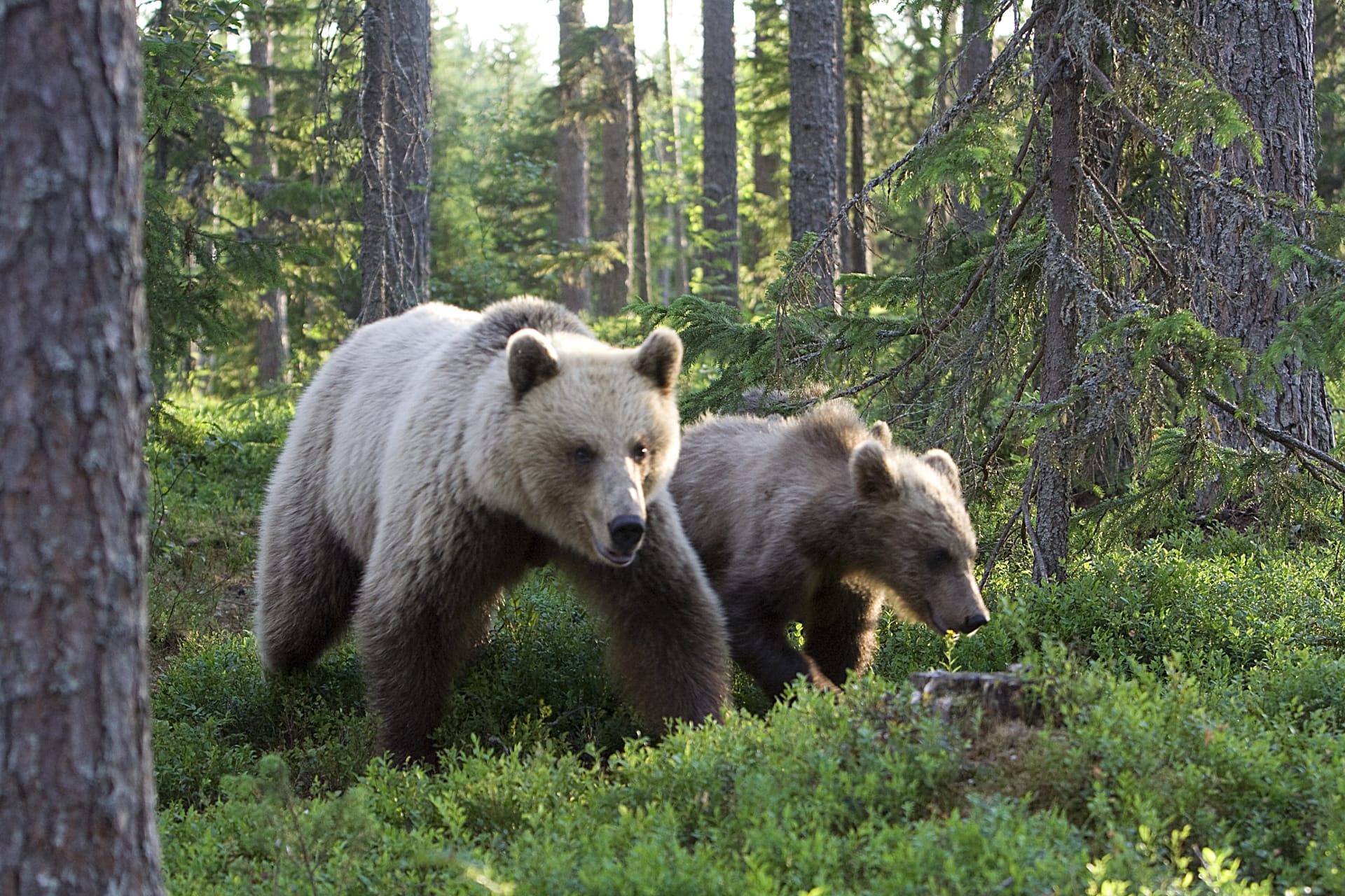 Mother bear with yearling at Martinselkonen