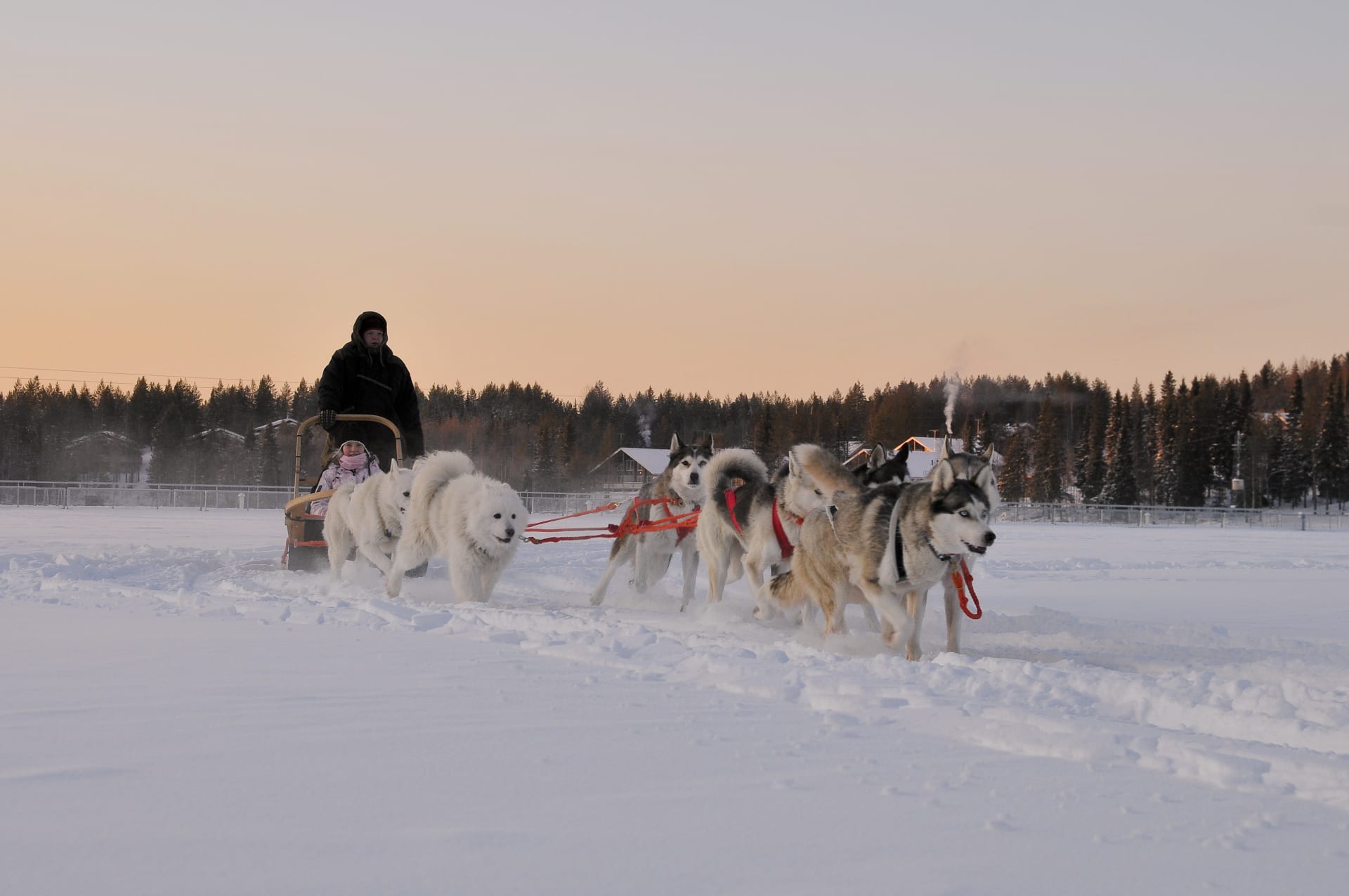 Husky Ride in Ukkohalla