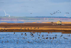 Migrating birds at Liminka Bay.