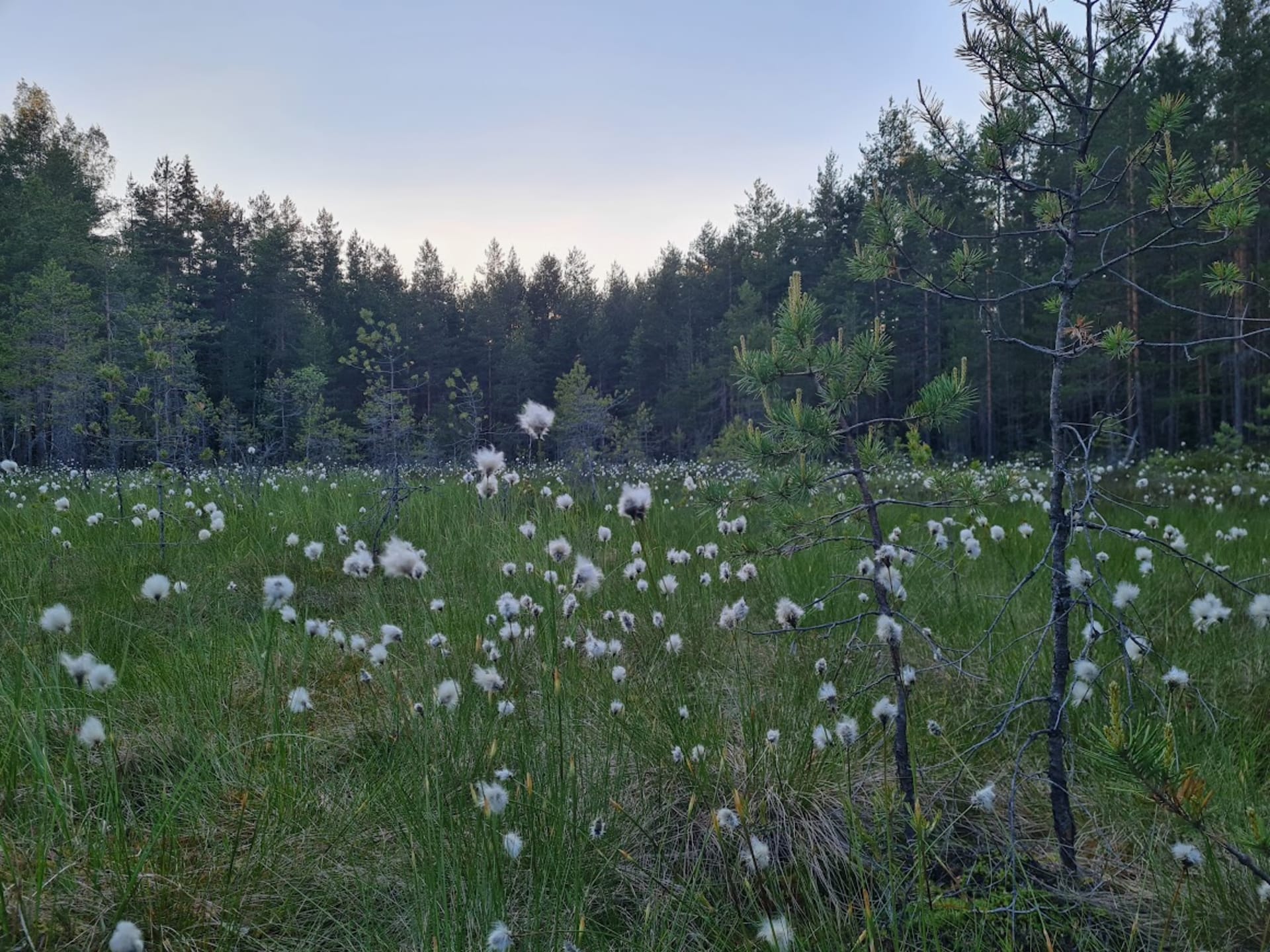 Hawkhill-bog