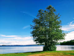 Alder in Hakalanranta