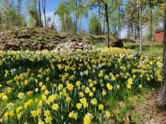 Gullön kartanon Kukkalaakso