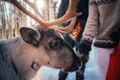 Poropuistovierailu porojen aitaukseen