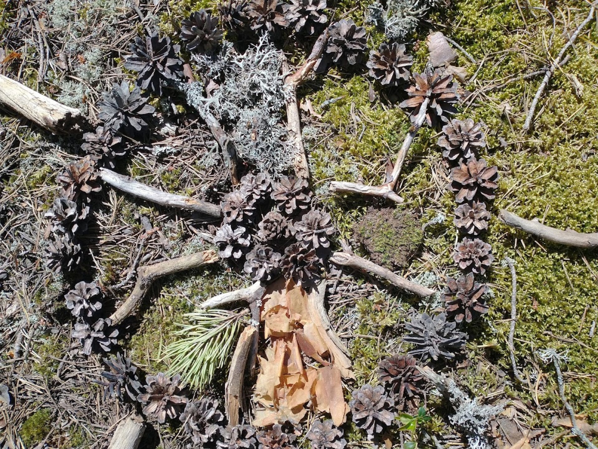 Nature mandala made of natural materials