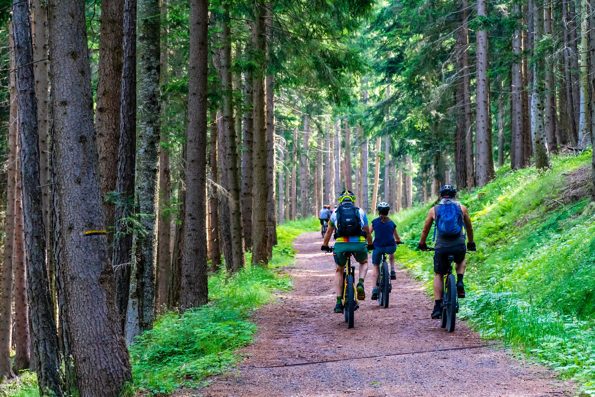 Fatbiking at the forest