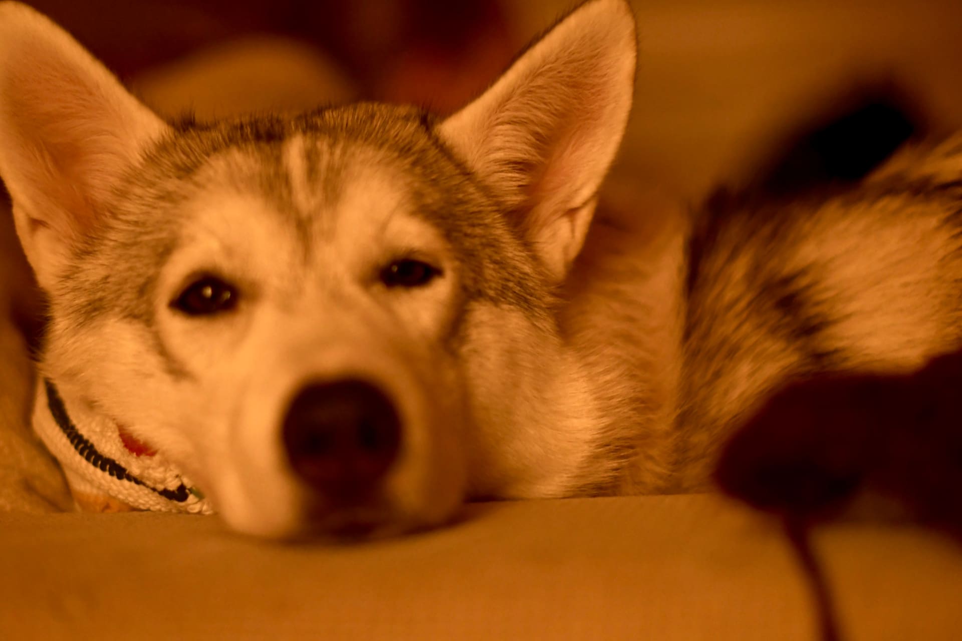 Sometimes you might even catch a Husky in the cozy Kota Cafe!