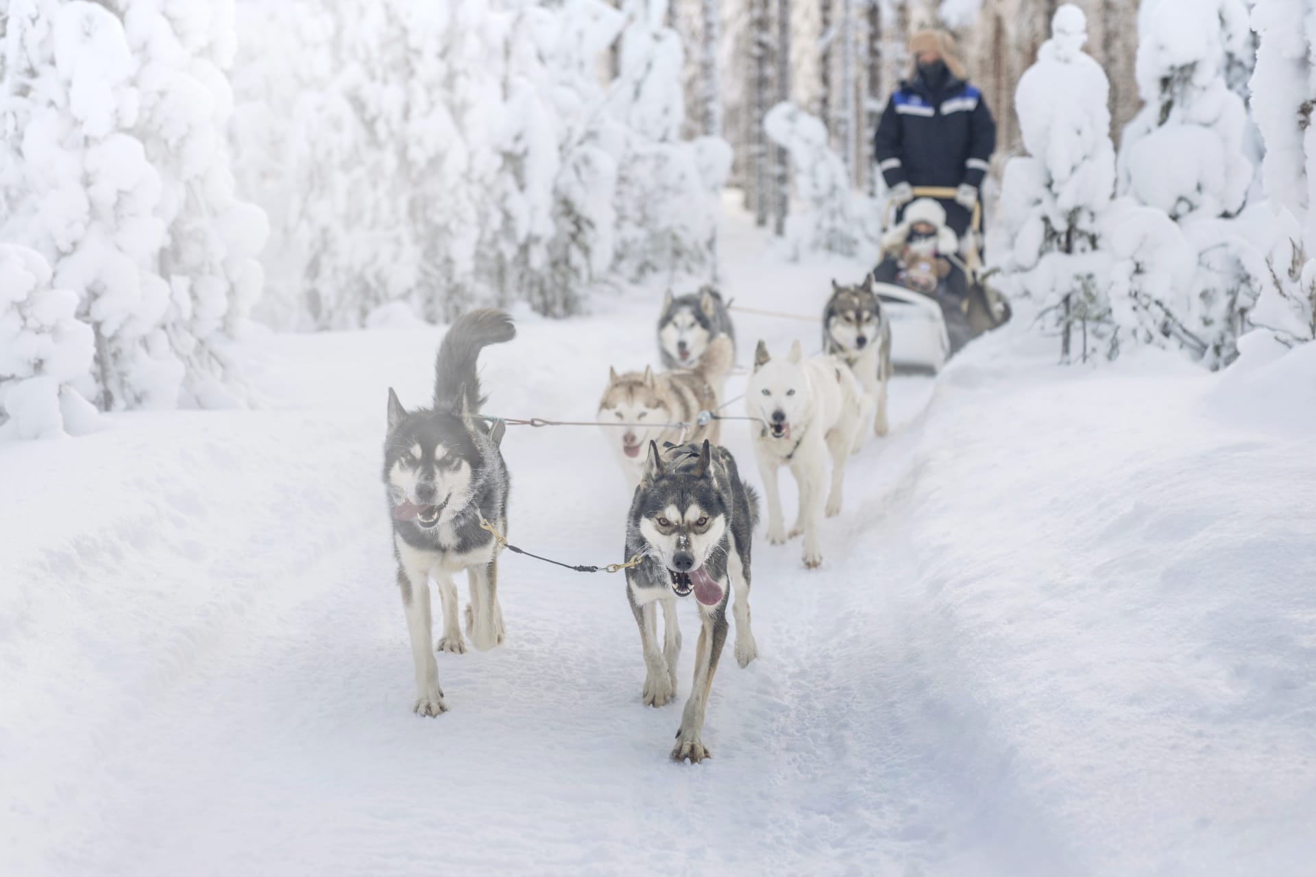 Husky