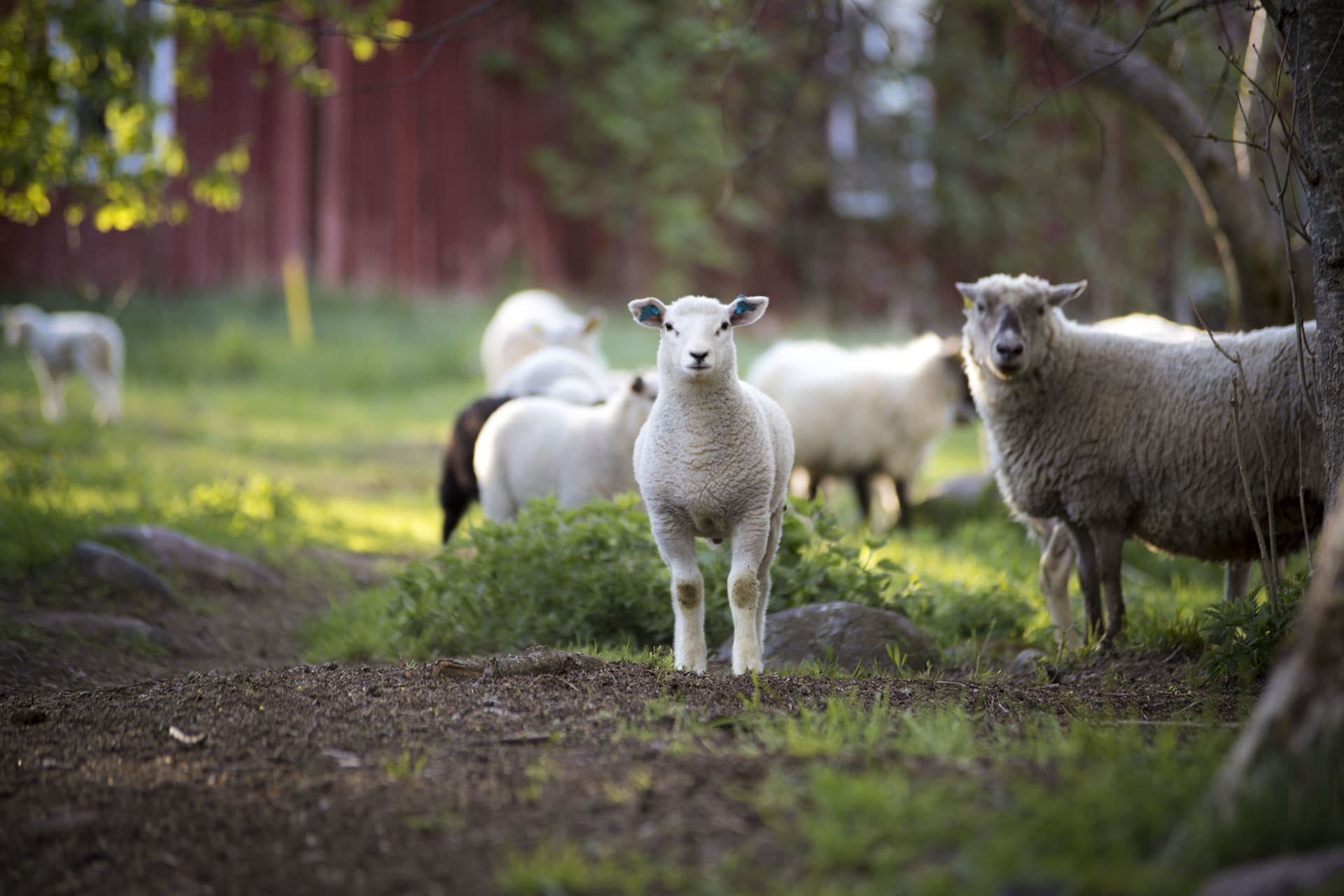 lamb