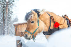 A beautiful Horse in Snowy surrundings in Apukka Resort