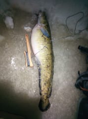 Burbot Ice Fishing2
