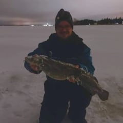 Burbot Ice Fishing3