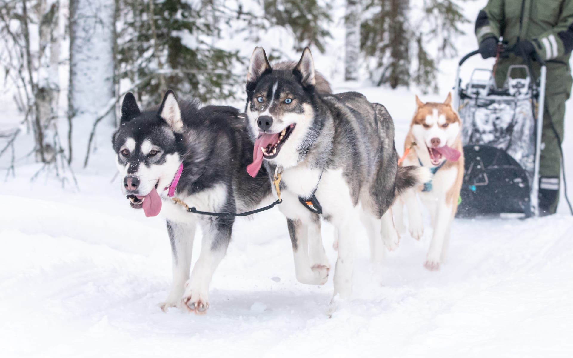 Husky Safari