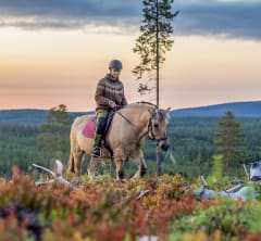 Horse rider with fjord horse