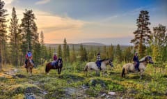 four riders with horses and beautiful midnight sun landscape