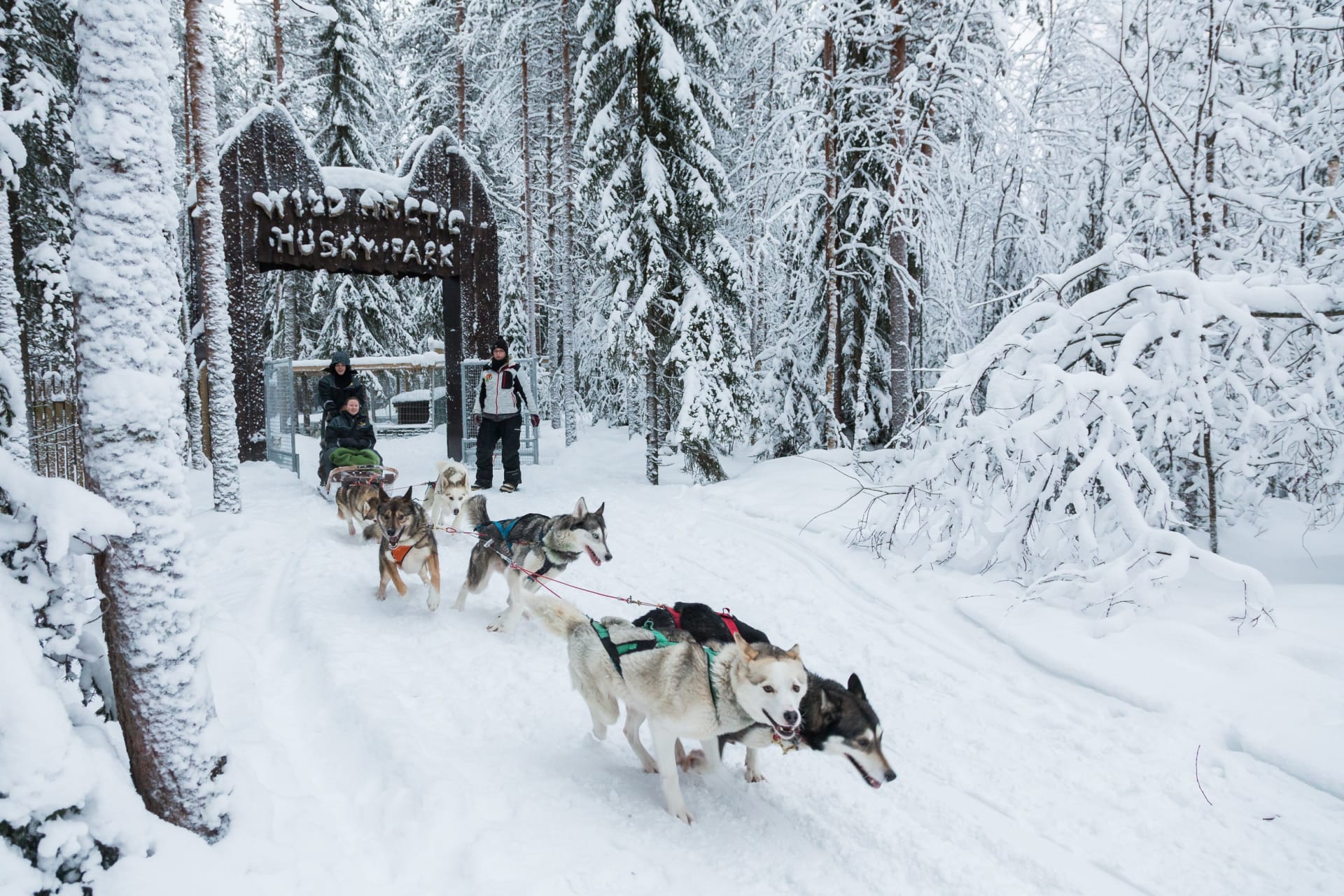 Husky safari in Ranua