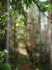 Harjulta harjulle -patikointi