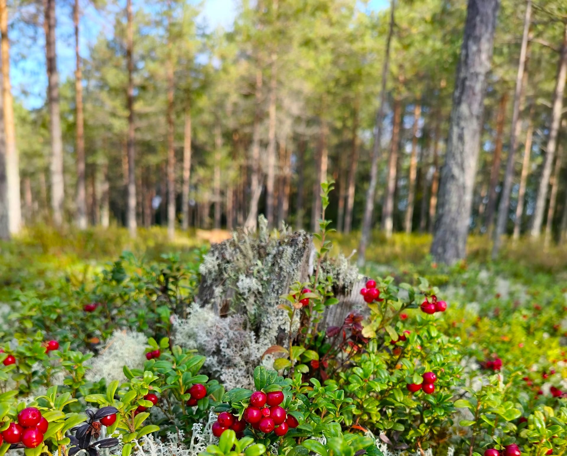 Puolukoita mättäällä