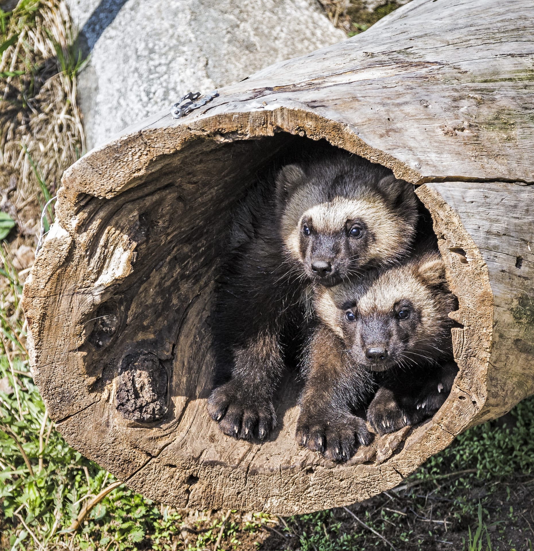 Ranua Wildlife Park - Animals