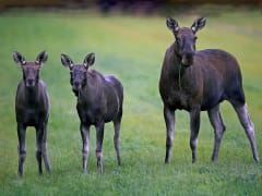 Moose and its two babies