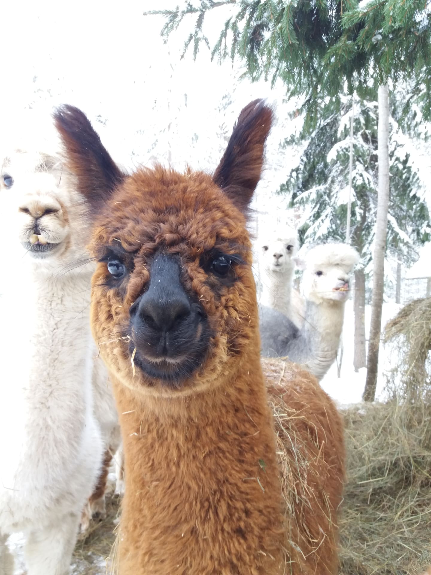 Alpacas