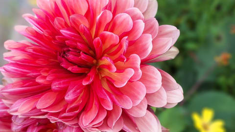 Äitienpäivälounas Langin Kauppahuoneella